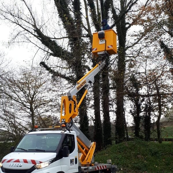 Destruct Insectes s occupe d un nid de frelons dans un arbre