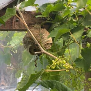 Nid de frelons asiatique en seine maritime 76