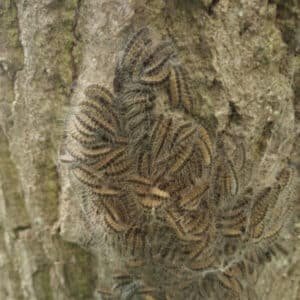 Chenilles processionnaires contre un arbre