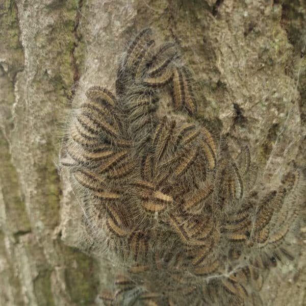 Chenilles processionnaires contre un arbre