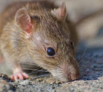 Deratisation rongeurs rat et souris Dératisation rouen dératisation maison Rouen rats dans les murs Rouen dératisation périphérie habitation traitement rats jardin Rouen entreprise dératisation Rouen rats fondations maison nuisibles Rouen