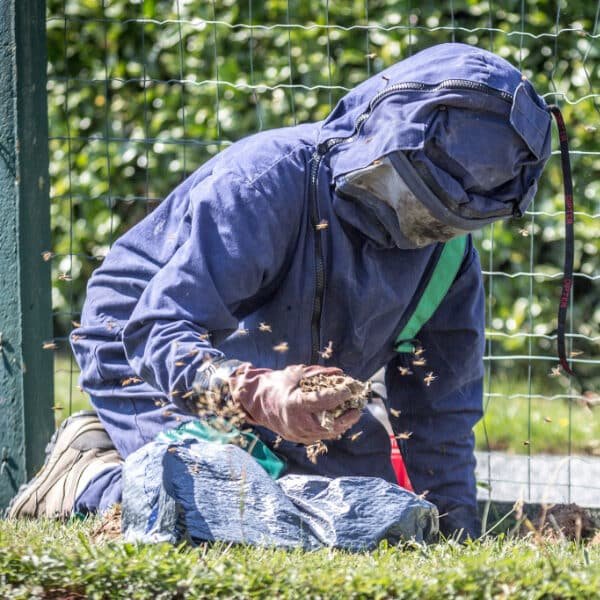 Destruct insectes qui supprime un nid de guepes en terre