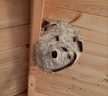 Frelon asiatique seine maritime nid de frelons asiatiques a élimliner dans une maison par Destruct' Insectes 76