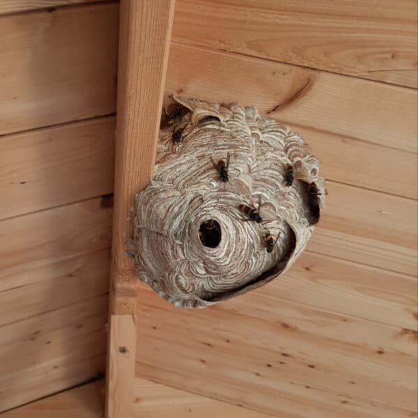 Nid de frelons asiatiques a élimliner dans une maison par Destruct' Insectes 76