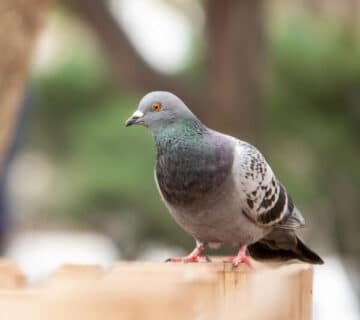 Dépigeonnage barentin seine maritime trappeur seine maritime regulation aviaire avec des pigeons industrie Dépigeonnage