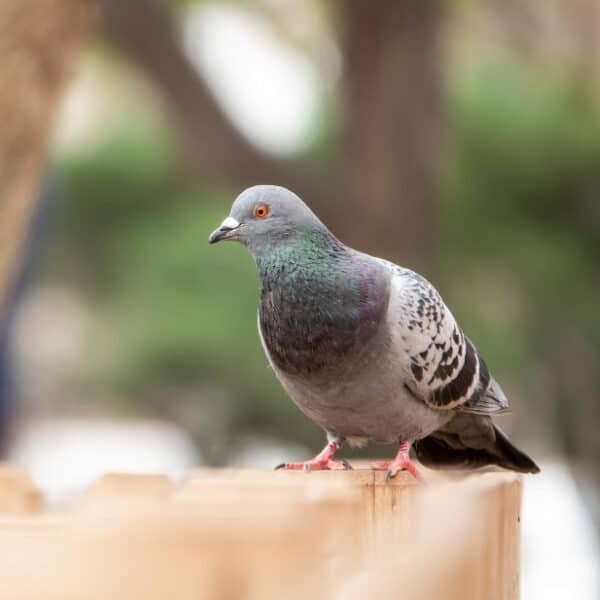 Regulation aviaire avec des pigeons industrie
