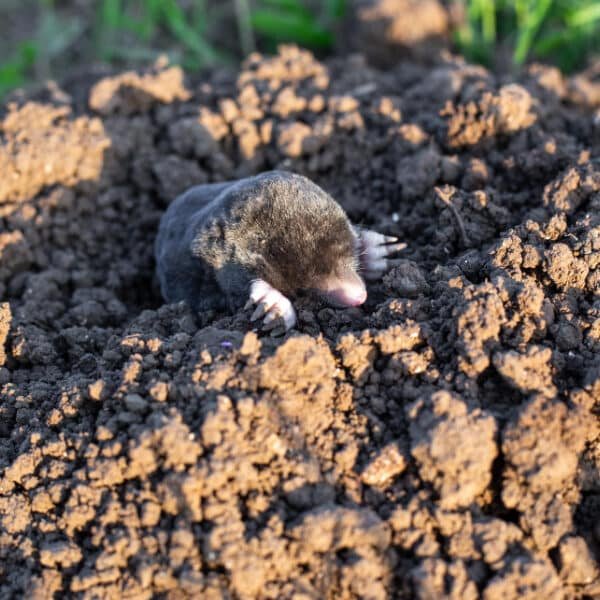 Une taupe creuse dans la terre laissant des traces visibles autour de son trou
