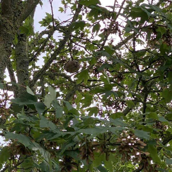 Nid frelons asiatiques en hauteur dans un arbre seine maritime
