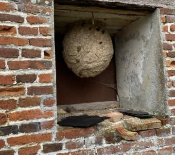 Nid frelons asiatiques en hauteur dans une fenetre