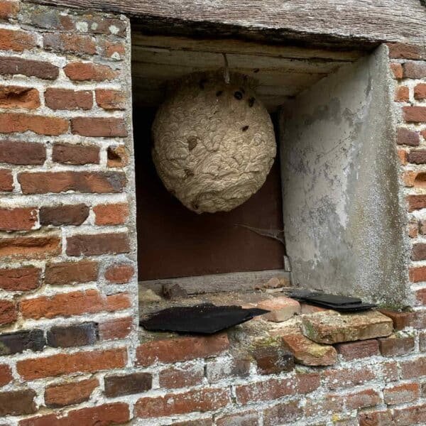 Nid frelons asiatiques en hauteur dans une fenetre