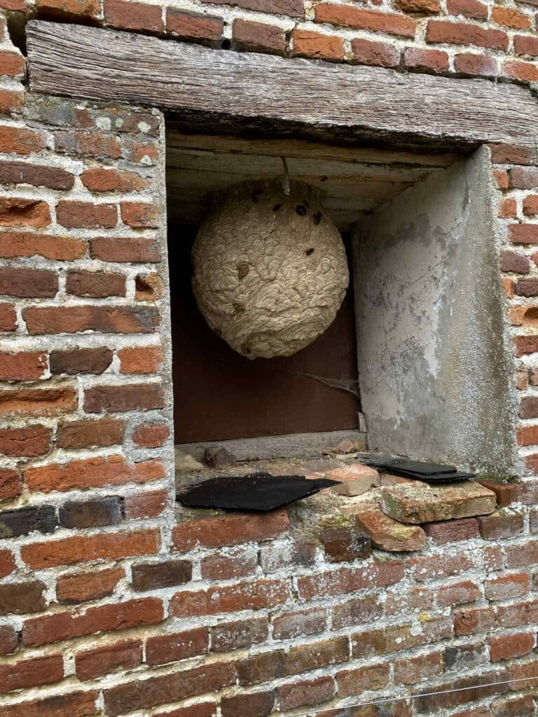 nid frelons asiatiques en hauteur dans une fenetre