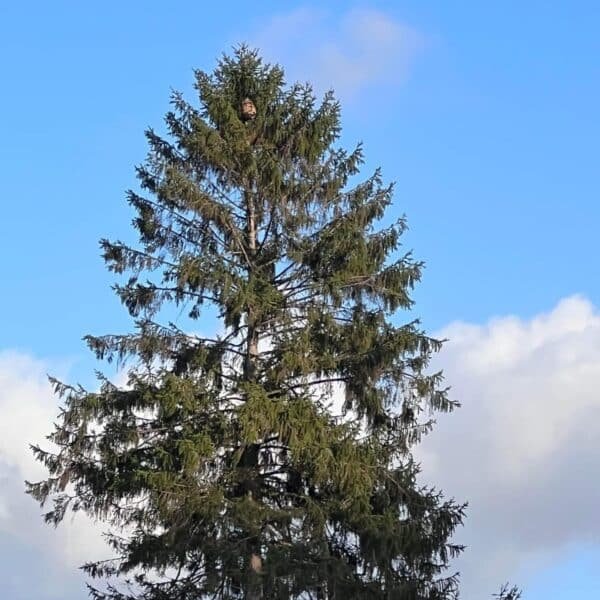 Nid frelon asiatique seine maritime