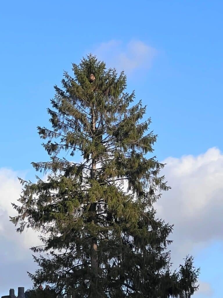 Nid de frelons asiatique dans un sapin seine maritime