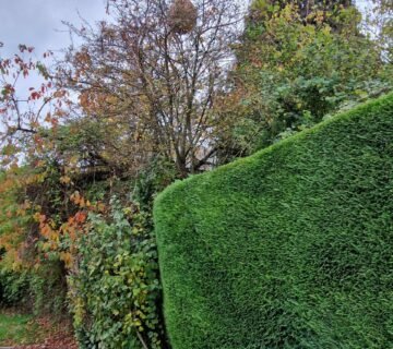 Nid de frelons asiatiques