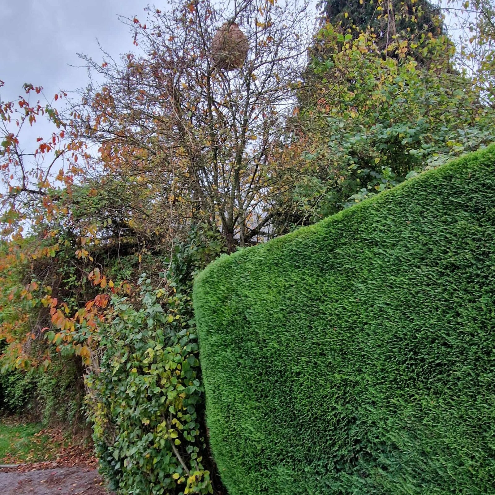 Nid de frelons asiatiques