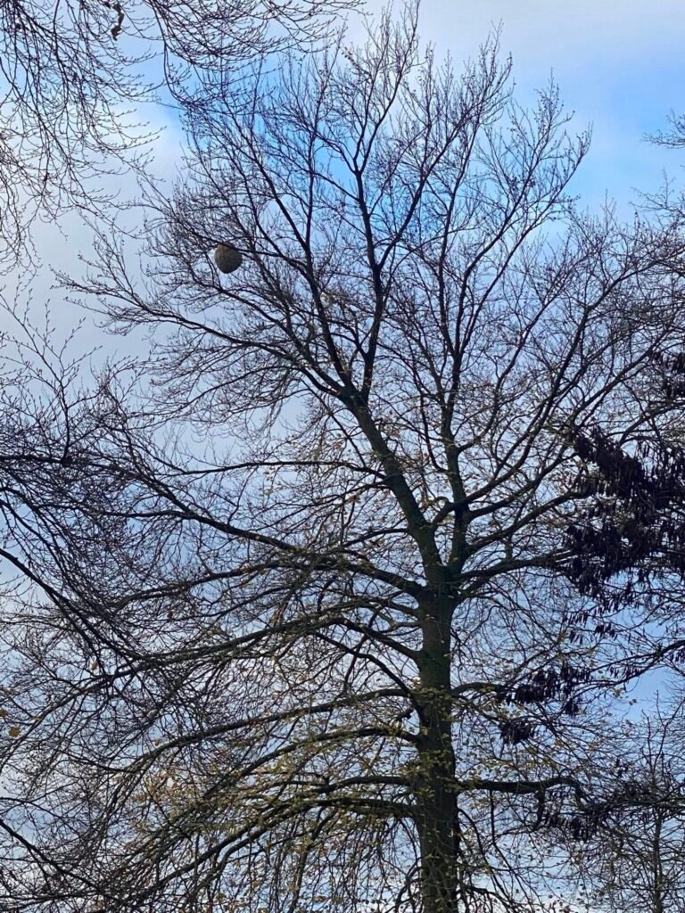 Nid de frelons asiatique dans un arbre