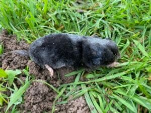 Taupe capturé par un taupier