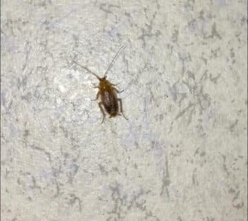 Traitement de cafards à Dieppe (76) : désinsectisation professionnelle et durable