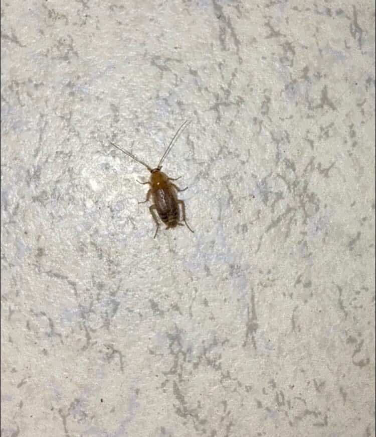 Traitement de cafards à Dieppe (76) : désinsectisation professionnelle et durable