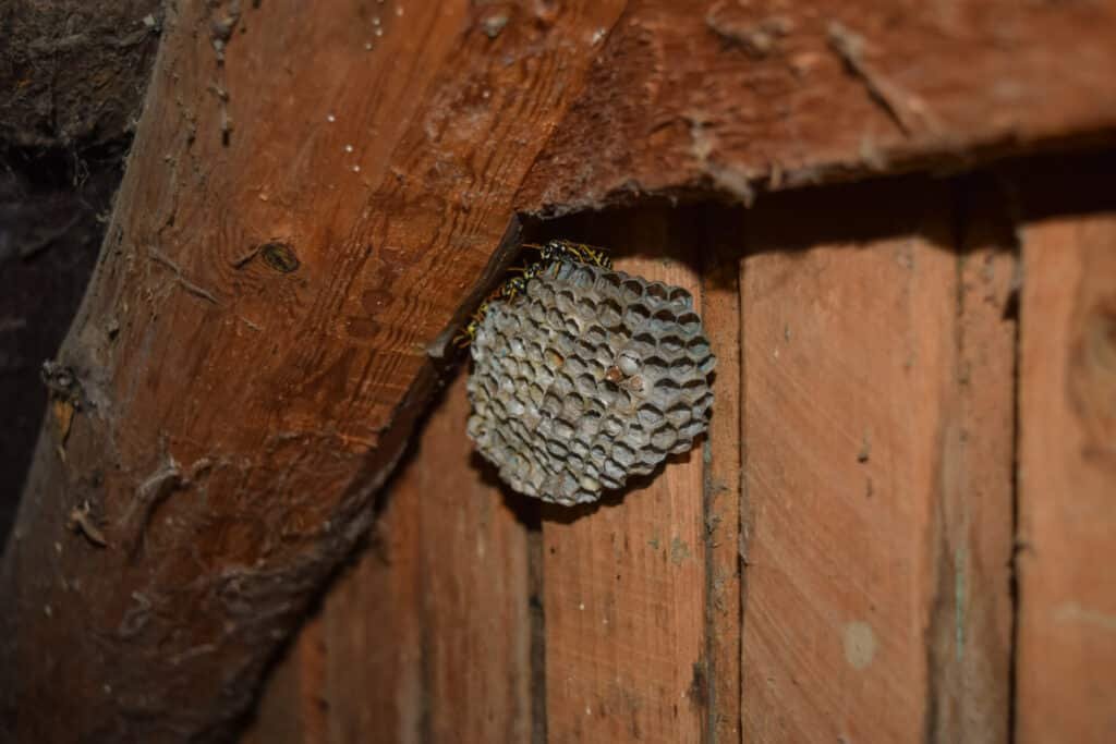 desinsectisation guepes avec des guepes assises dessus des guepes polistes le nid d une