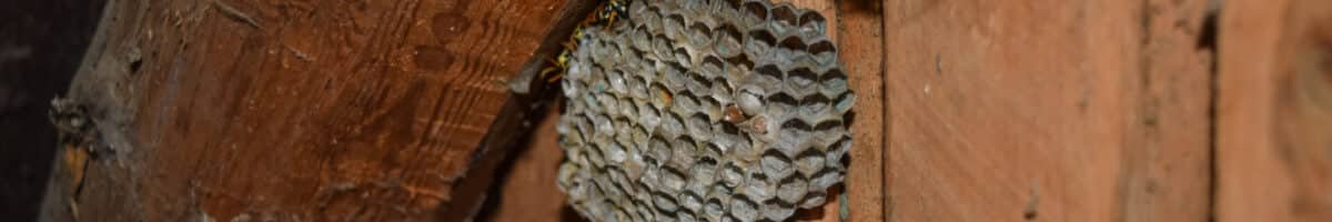 Desinsectisation guepes avec des guepes assises dessus des guepes polistes le nid d une