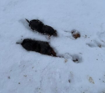 Piégeage de taupes à Petit Caux