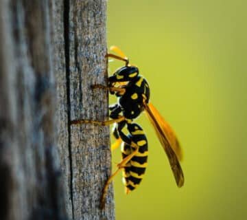 Frelons sur un arbre