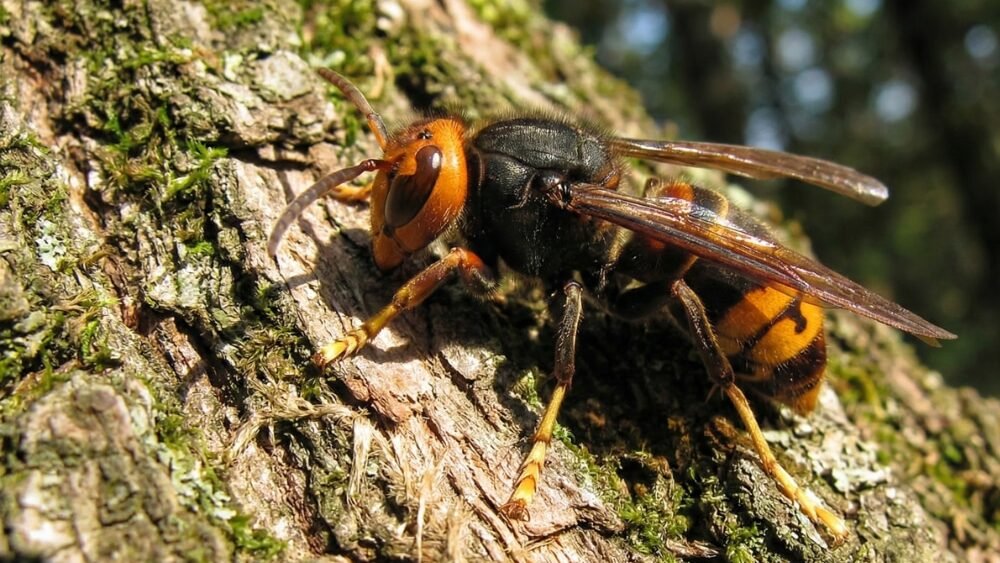un frelon asiatique