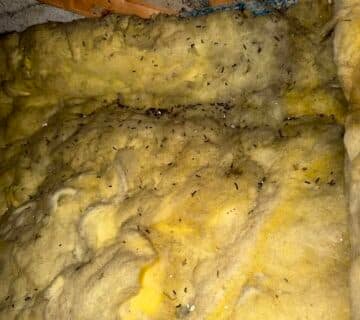 Souris dans les combles Saint Saëns infestation souris combles souris grenier dératisation souris 76 rongeurs habitation Saint Saëns intervention souris Seine Maritime indices présence souris