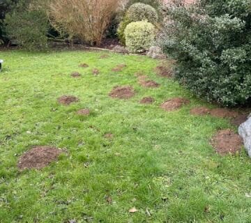 Taupier Barentin, Taupier Seine maritime, Taupes Seine maritime