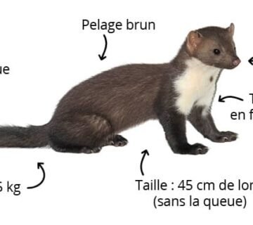 Piégeage fouine Seine Maritime, fouine grenier piégeage fouine 76 fouine combles déclaration de piégeage fouine nuisances fouine habitation capture fouine réglementée intervention fouine grenier