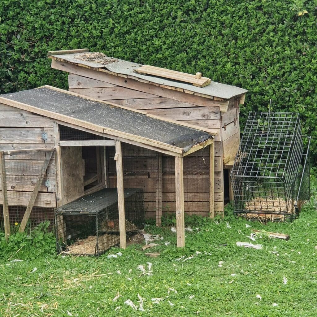 piégeage fouine Petit-Caux, trappeur Seine-Maritime, fouine poulailler attaque, fouine vole œufs, fouine tue poules, intervention nuisible 76, capture fouine réglementée, trappeur agréé Normandie