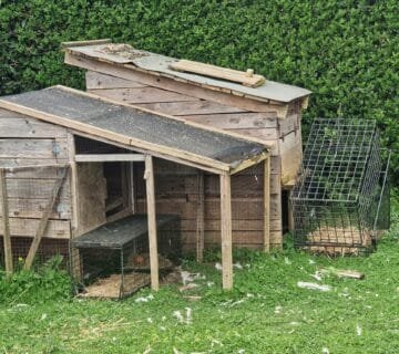 Piégeage de fouine Petit Caux, trappeur Seine Maritime, fouine poulailler attaque, fouine vole œufs, fouine tue poules, intervention nuisible 76, capture fouine réglementée, trappeur agréé Normandie