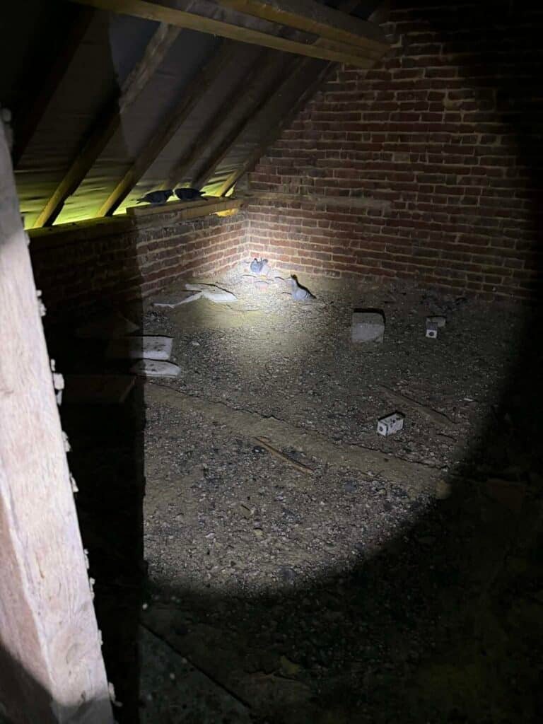 régulation pigeons secteur Yvetôt, pigeons grenier 76, dépigeonnage Seine-Maritime, trappeur pigeons collectivité, intervention pigeons urgence, nuisible pigeons Normandie, entreprise dépigeonnage 76