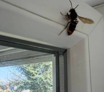 Reine frelon asiatique dieppe Seine Maritime 2026 Nous intervenons également dans les principales villes : Rouen Le Havre Fécamp Yvetot Barentin 👉 Intervention rapide dans tout le département de Seine Maritime