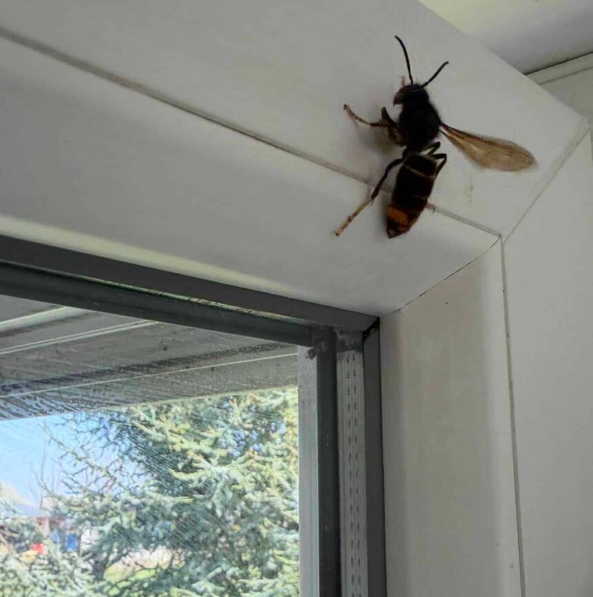 Reine frelon asiatique dieppe Seine Maritime 2026 Nous intervenons également dans les principales villes : Rouen Le Havre Fécamp Yvetot Barentin 👉 Intervention rapide dans tout le département de Seine Maritime 