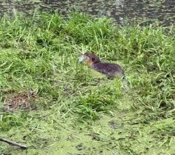 Présence de ragondin dans une mare en Seine Maritime (76) ? Découvrez comment un piégeur agréé / trappeur professionnel peut réaliser le piégeage et la capture du ragondin