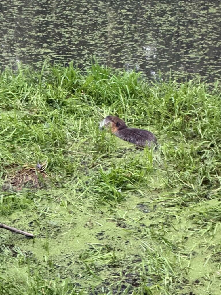 Présence de ragondin dans une mare en Seine-Maritime (76) ? Découvrez comment un piégeur agréé / trappeur professionnel peut réaliser le piégeage et la capture du ragondin.