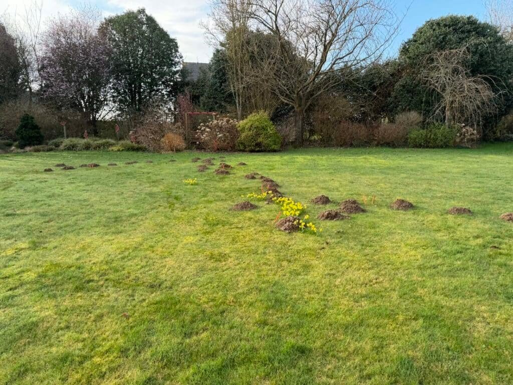 Taupier Professionnel est intervenu Piégeage taupes à Saint-Saëns (76). Intervention rapide et efficace pour éliminer les taupinières et protéger durablement votre jardin.