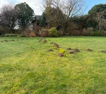 Taupier Professionnel est intervenu Piégeage taupes à Saint Saëns (76)  Intervention rapide et efficace pour éliminer les taupinières et protéger durablement votre jardin