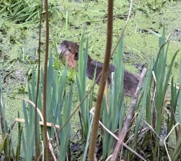 Intervention de piégeage de ragondin en Seine Maritime (76) réalisée par un piégeur agréé / trappeur professionnel dans une mare communale  Régulation des nuisibles et capture réglementée
