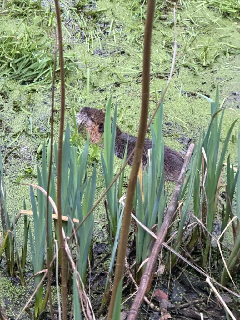 Intervention de piégeage de ragondin en Seine-Maritime (76) réalisée par un piégeur agréé / trappeur professionnel dans une mare communale. Régulation des nuisibles et capture réglementée.