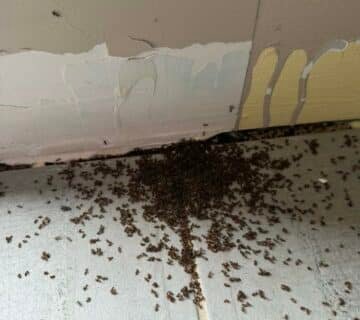 Anti fourmis Barentin 76, exterminateur fourmis Barentin, désinsectisation Seine Maritime, traitement fourmis maison, nuisibles 76