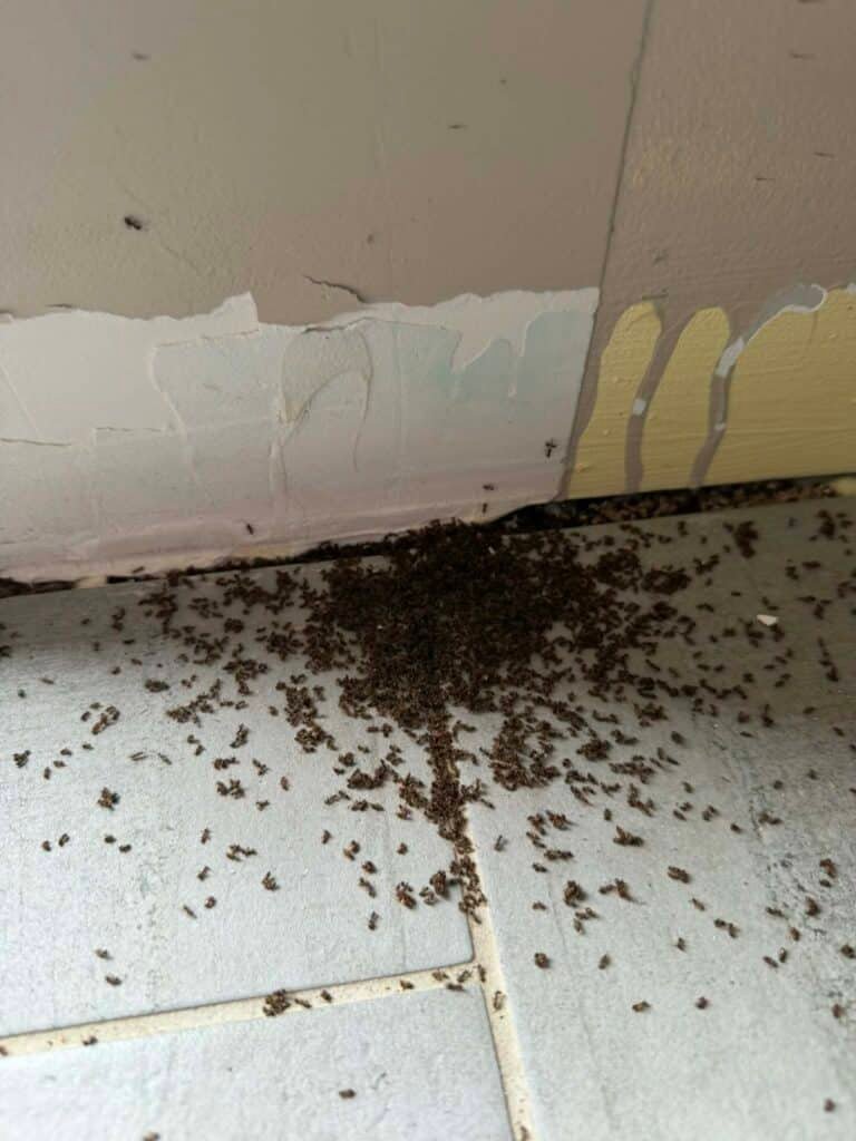 anti fourmis Barentin 76, exterminateur fourmis Barentin, désinsectisation Seine-Maritime, traitement fourmis maison, nuisibles 76