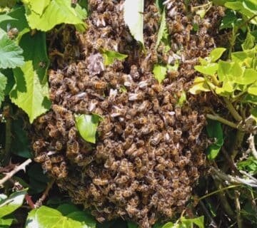 Essaim d'abeilles 76 destruct insectes abeilles Tourville sur Arques, récupération essaim abeilles 76, entreprise destruction insectes Seine Maritime, capture essaim professionnelle, intervention abeilles urgence