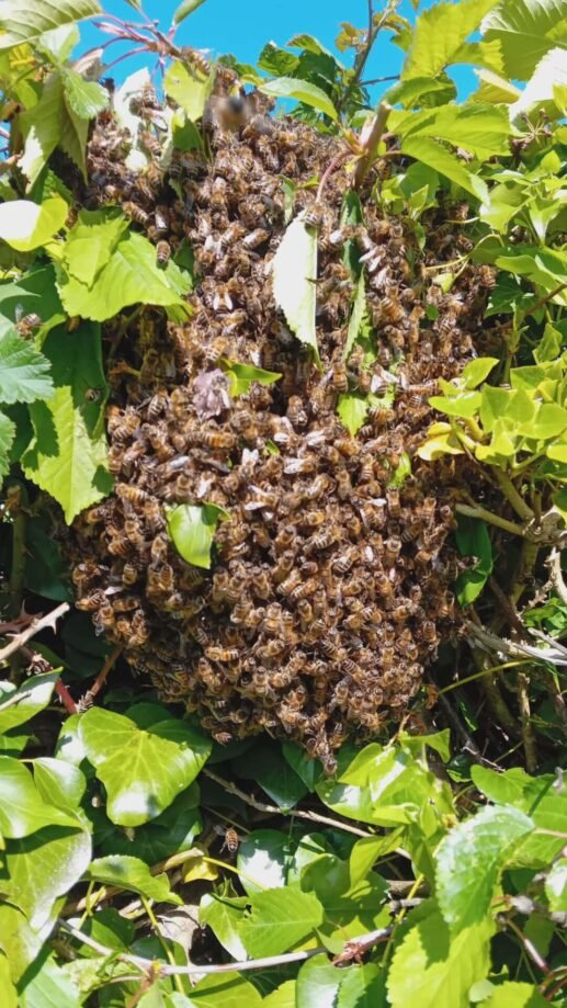 Essaim d'abeilles 76 destruct insectes abeilles Tourville sur Arques, récupération essaim abeilles 76, entreprise destruction insectes Seine Maritime, capture essaim professionnelle, intervention abeilles urgence