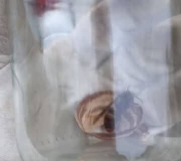 Nid primaire de frelons asiatique neutralisé à Dieppe en Seine maritime par un désinsectiseur  opération de désinsectisation en seine maritime 76