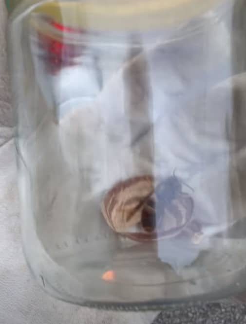 Nid primaire de frelons asiatique neutralisé à Dieppe en Seine maritime par un désinsectiseur. opération de désinsectisation en seine-maritime 76