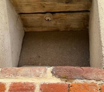 Nid primaire frelons asiatiques La Chaussée, nid primaire frelon asiatique 76, destruction frelon Seine Maritime, nid frelon larves, intervention frelon asiatique, désinsectisation 76, enlever nid frelon maison