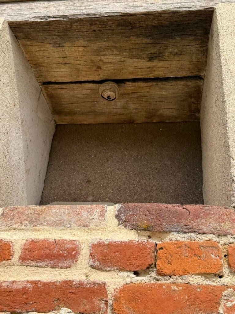 nid primaire frelons asiatiques La Chaussée, nid primaire frelon asiatique 76, destruction frelon Seine-Maritime, nid frelon larves, intervention frelon asiatique, désinsectisation 76, enlever nid frelon maison